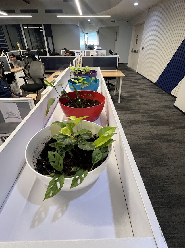 Indoor Plant Project 6